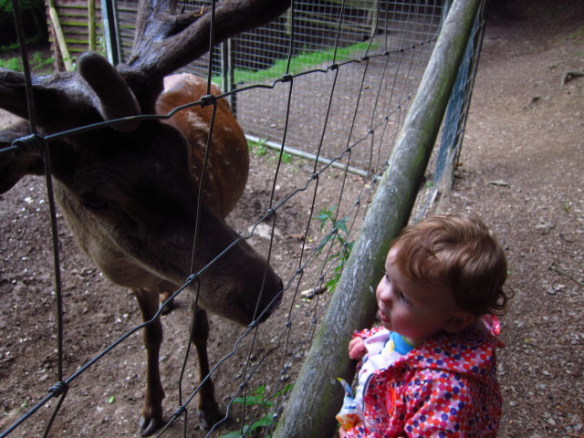 20130614 Paula und das Rotwild