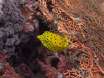 201101_thailand_kohlanta_kohbida_dive8_yellowboxfish
