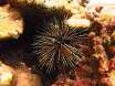 201101_thailand_kohlanta_kohha_dive5_seaurchin